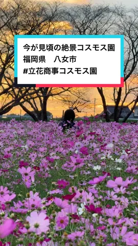 行ってみたいと思ったら【🌸】ってコメントしてね!!✌️ 今が1番見頃の絶景すぎるコスモス園🌸 今回行ったスポットはこちら👇 📍福岡県　#立花商事コスモス園 ◻︎福岡県八女市立花町山崎２３４５ ◻︎無料駐車場あり ♤♠︎♤♠︎♤♠︎♤♠︎♤♠︎♤♠︎♤♠︎♤♠︎♤♠︎♤♠︎♤♠ 福岡の“今アツい”最新スポット、見逃してない？😏 地元民だからこそ知ってる進化中の福岡や🍜 福岡発で行ける九州・海外の穴場旅先をまとめてご紹介!!📢 コスパ最強の1日ドライブ旅🚗💨 友達とワイワイ！カップル旅！子連れ旅行にも◎ 「次の旅、ここにしよう！」って思えるスポット満載!!🗺️ フォローしておくと、週末の予定がどんどん決まる😳 福岡・九州、そして旅好き仲間と一緒に盛り上がろう🔥🔥 🏆＼目指せInstagram＆TikTok15万人！／🏆 他の旅スポットを見るならココ👇 @travel_708（グルメ・カフェ・ホテル・旅館・旅行プラン発信中） #ナオヤと○○ で検索してみて🔍 きっと行きたい場所が見つかるよ!!😆✨ さらに詳しく探したい人は... プロフィールのリンクから【九州最強旅行MAP】販売中!!📣 ♤♠︎♤♠︎♤♠︎♤♠︎♤♠︎♤♠︎♤♠︎♤♠︎♤♠︎♤♠︎♤♠ #福岡ドライブ#福岡デート#福岡子連れ旅