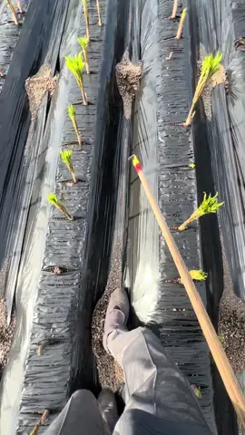 Ndeng gendeng#petaniabizz#xybca#ponorogo24jam 