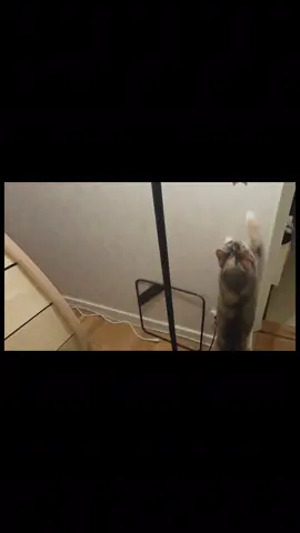 rainy day  and   an old  friends comes visit #cat #butterfly #catgirl 