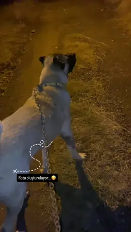 #kangal #kangal_tr #anadoluçobanköpeği #kangalsevenler #kesfetteyiz 