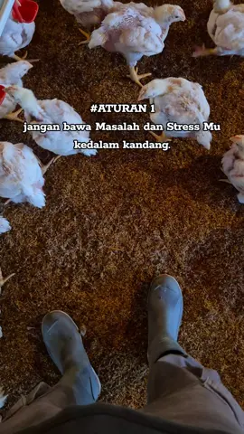 u 29/ bw 2. pejuang ip 500 #ayambroiler #broilerchicken #peternakmudaindonesia #fyp 