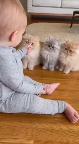 pawang kucing #cat #baby #fyp 