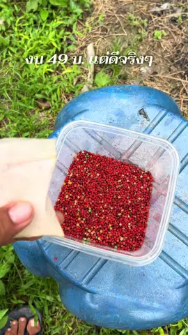 #ร้านบังร๊อฟกรงนกนาเคียน #นกกรงหัวจุก #นกกรงหัวจุกแดนใต้💯 #นกกรงหัวจุกแฟนซี #นกกรงหัวจุกแฟนซีสายเบิ้ลใต้🇹🇭🇹🇭🇹🇭🕊️🕊️🕊️ #นกกรงหัวจุกสายเเข่ง 