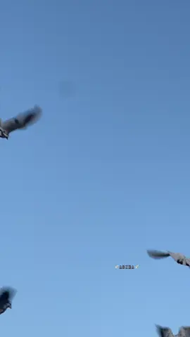 জীবনের প্রতি অভিযোগ ঠিক তখনই আসে, যখন জীবনে কোনো প্রাপ্তি থাকে না। জীবন নিয়ে আক্ষেপ ঠিক তখনই হয়, যখন জীবন হতাশায় নিমজ্জিত হয়। যখন আপন মানুষগুলো পরের মতো আচরণ করে, যখন তীব্র যন্ত্রণা বুকে নিয়েও চিৎকার করে কাঁদার জায়গা থাকে না। জীবন বড়ই অদ্ভুত! কাউকে আজন্ম কাঁদায়, আবার কাউকে হাসায়। যে হাসে, তার কাছে জীবনের মানে টা অন্যরকম। আর যে কাঁদে, তার কাছে জীবন মানেই অভিযোগ আর আক্ষেপের পাহাড়। দিনশেষে সামান্য সান্ত্বনা টুকুও যারা পায় না, তারা জীবন নিয়ে আফসোস ঠিক কেন করবে না? আপনজনের অবহেলা, খুব কাছের মানুষগুলোর প্রতারণা, একাকিত্ব, নিঃসঙ্গতা যার একমাত্র অর্জন, সে জীবন নিয়ে সন্তুষ্ট থাকে কী করে? আজন্ম বিশ্বাস আর ভালোবাসা পেতে মরিয়া হয়ে থাকা, সামান্য একটু গুরুত্ব কিংবা সম্মান যে আশা করে, তার কপালে যদি সেটুকুও না জুটে, তবে জীবনের প্রতি তার একরাশ অভিযোগ থাকাটাই তো স্বাভাবিক। কিছু কিছু মানুষের জন্মই হয় সারাজীবন শুধু দুঃখের সাথে লড়াই করার জন্য। আর এই লড়াই করে করে ক্লান্ত হয়েও একটু বিশ্রামে থাকার জো নেই তার। বেঁচে থাকতে হলে, মরতে মরতে বাঁচতে হয়। আর যে মরতে মরতে বাঁচে, তার কাছে জীবন বড়ই বিচিত্র এবং কঠিন! #foryou#foryoupage#officialbdtiktok#fpyyyyyyyyyyyyyyyyyyyyyy 