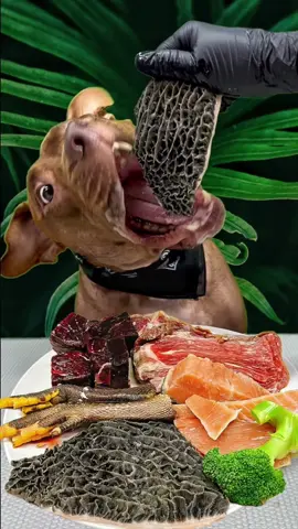 今日のごはんの一部#pitbull #dogasmr #mukbang #ピットブル @BounceThePitbullﾊﾞｳﾝｽﾁｬﾝﾈﾙ🇯🇵 
