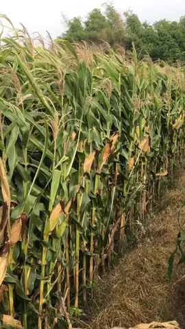 Update #jagung raja ultimate hijau 92 hst, 20 hari lagi InshaAllah panen 😁 #petanijagung #petanigenz #petanimuda #petanimillenial 