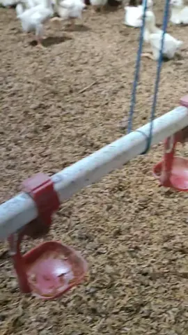 penjaga kandang 😾#peternakmuda #ayambroiler #ayambroilerhits #ayambloilerindonesia #bloiler 