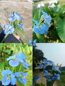 #CapCut অবহেলায় বেড়ে ওঠা এক সুন্দর ফুল☺কানছিরা ফুল🙄😇#increasetiktokfollower #☆☆tiktokfollowerincreasetips 