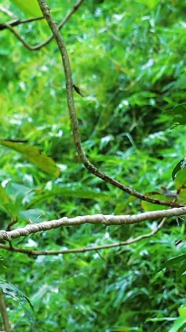 bẫy chim sâu #keobaychim 