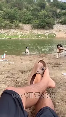 #viraltiktok #videoviral #viralvideos