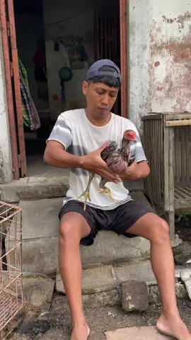 siapa disini yg ngalamin tembolok ayam nya tidak turun,ini tips nya simak smape selsai 😮‍💨 #ayam #ayambangkok #peternakayam #fyp 