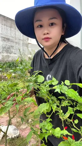 Hạt giống ớt gió ớt xiêm ớt thóc #review #h_oanhreview #xuhuongtiktok #nongnghiep #hatgiongot 