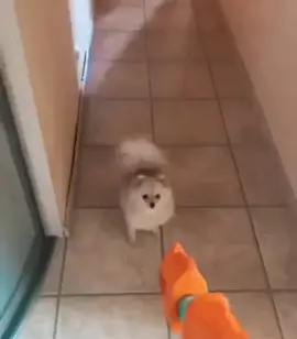 Сдавайся немецкий шпиц 🤣🤣🤣#🤣🤣🤣 #лайк #врек #шпиц #немецкий 