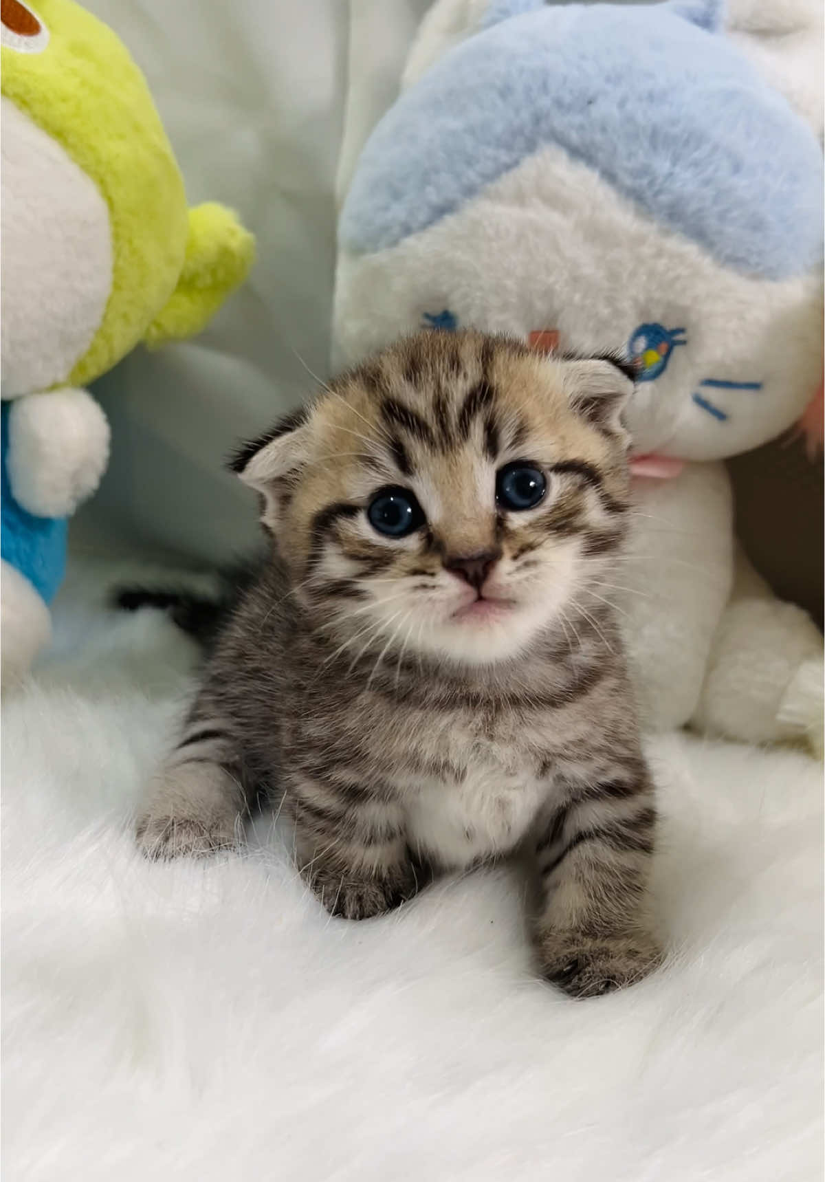 Chưn ngắn mà còn tai cụp 😍😍 #bobichlameo #tabby #fyb #meow #muchkin 