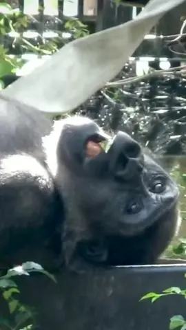 Apakah hari mu,,secerah gigi ku#aslamualaikum #hiburan #fypシ゚viral 