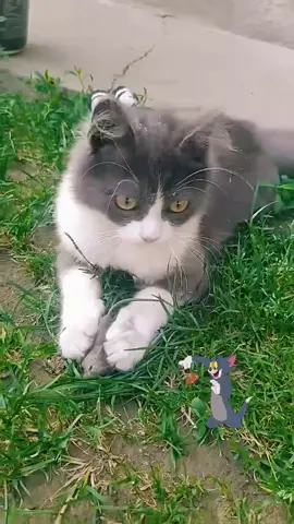 #amintire #tom& #viral #fyp 