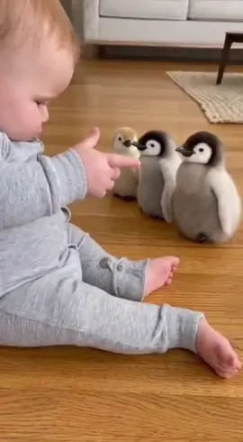 bermain bersama penguin #fyp #baby #penguin 
