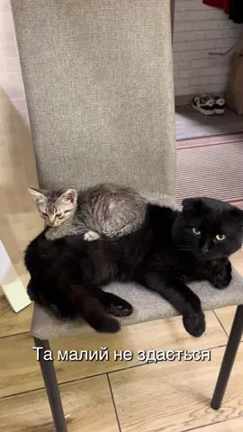 #життякотів #кіт #котики 