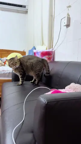 The silent side-eye is CRAZY. #Cat#Cats#Kitten#Kittens#Meow