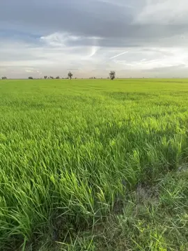 BA មកទៀតហើយ 😁🌾🤍 #fyp #foryou #ព្រៃវែងផ្ទះខ្ញុំ 