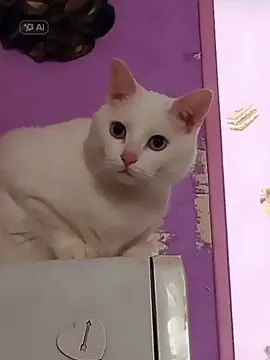 SNOW REVIENS À LA MAISON #capcutハロウィンai祭り #小悪魔変身ai #CapCut 