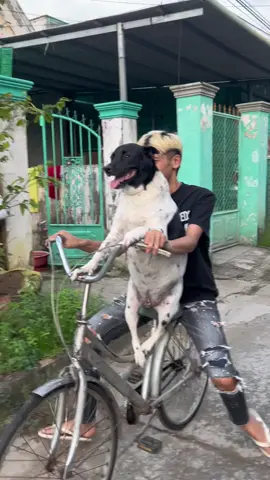 Muốn đi dạo mà làm biếng ảnh kiu lấy xe chở đi #trending #pet 
