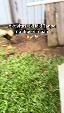 Aktivitas tanpa notif percintaan#RGGEMEFARM #ayamphilipin🇵🇭 #peternakayam #foryoupage #fyppppppppppppppppppppppp 
