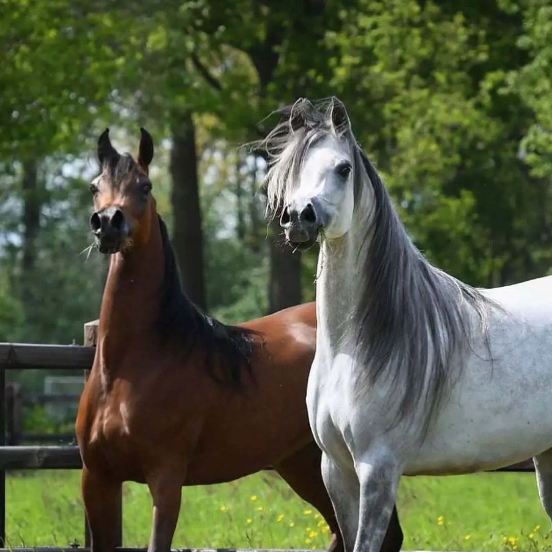 ##فهد_سعد_الخيل_فتنة_خيال❤️_🐎 #سبحان_الله_العظيم #سبحان_الله_وبحمده_سبحان_الله_العظيم #جمالها #جمالها 