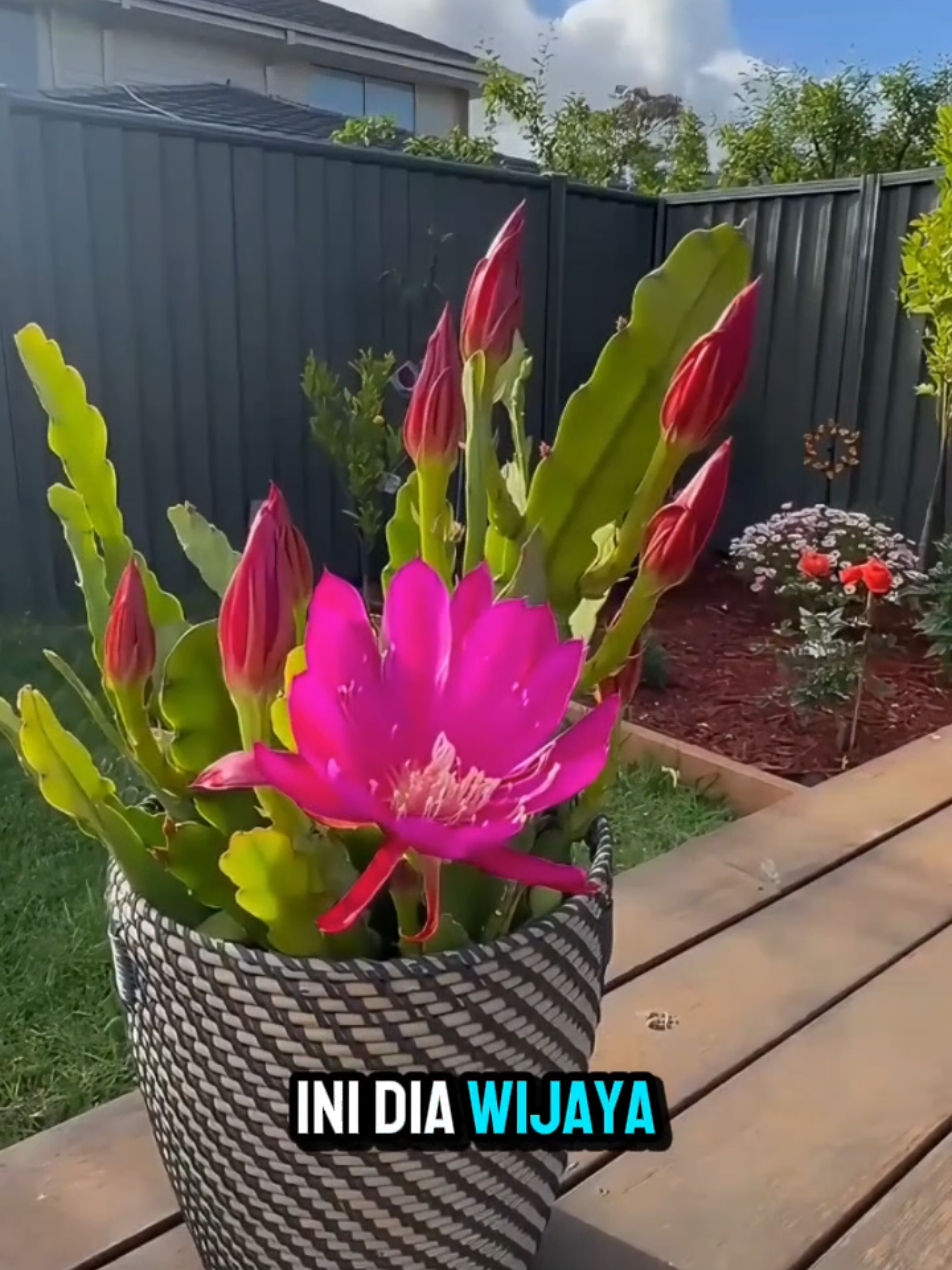 Tanaman hias langka dengan warna bunga yang menawan #WijayaKusuma #TanamanHiasLangka #TanamanBunga #BibitHidup #BungaCantik       