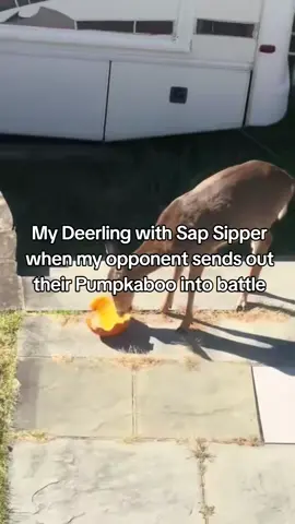 Pokemon with sap sipper when the opponent is a grass type: 🤤🍽️ #pokemon #pokemonmeme #pokemontiktok #gaming #nintendo