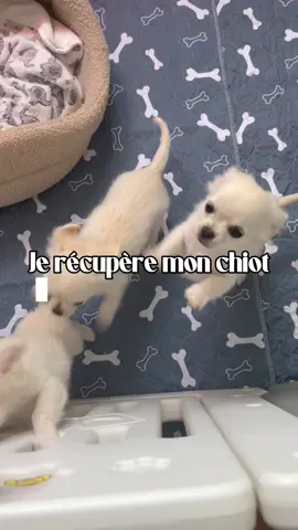Amadeus of Akhan’s house ✨🌸 Merci à l’éleveuse qui était incroyable durant mon adoption, j’espère que vous aimerez nos aventures avec Amadeus. ✨ (ceci n’est pas une collaboration !) #vlog #pourtoi #dailyvlog #chiot #chihuahua 