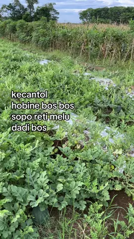 #semangka #petanisemangka🍉🍉 