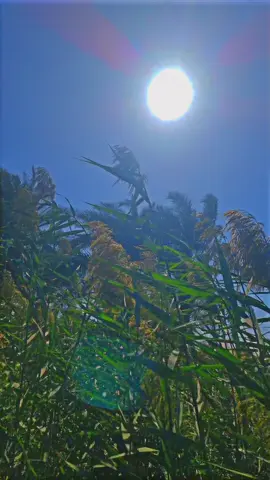 #الوائلي #عميد_المنبر_احمد_الوائلي