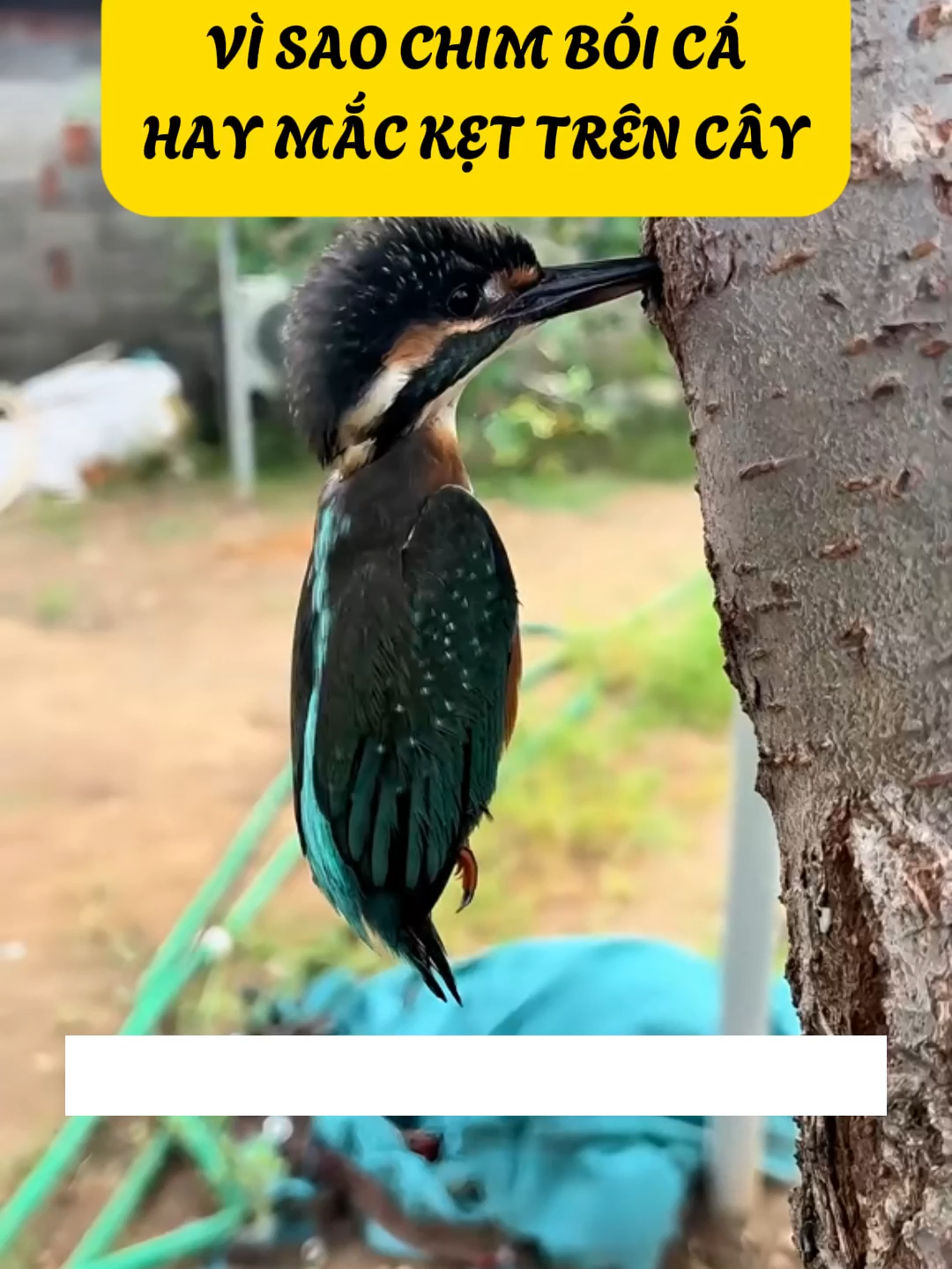 Vì Sao Chim Bói Cá Thường Bị Đ.â.m Đ.ầ.u Vào Thân Cây? #cothebanchuabiet #khampha #kienthuc #thegioidongvat