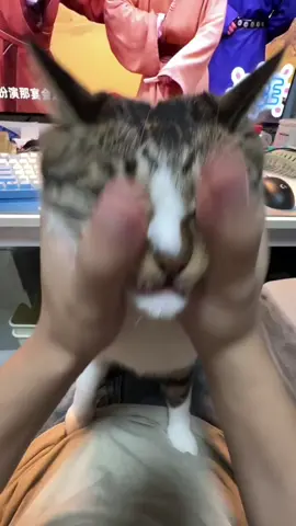 hello scratch scratch scratching. #catsounds #meowing #asmr 