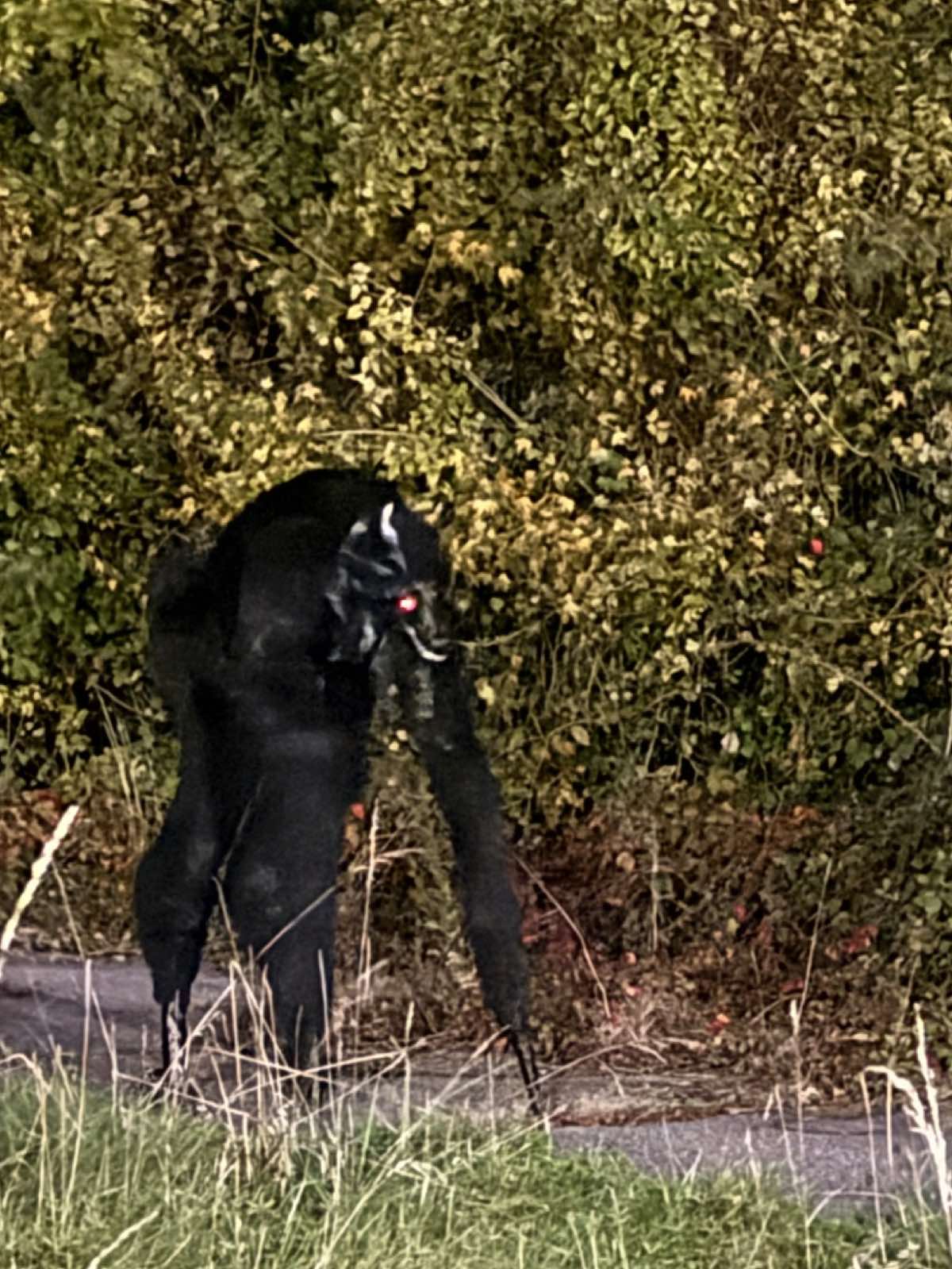 Le ghoul #halloween #spiritwalker #pourtoi #monstre #pov 