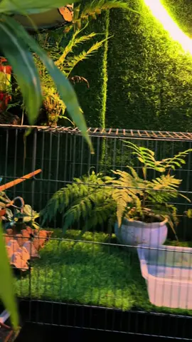 #baotondongvat #choeluahot #choelua #lamdong   