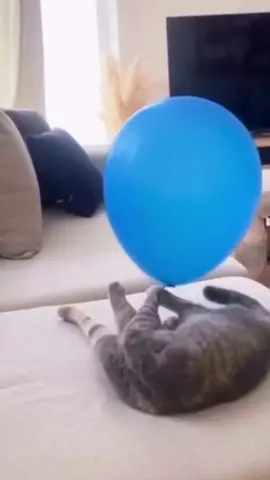 Kucing 🐱   #fyp #viral #rekomendasi #lucu 