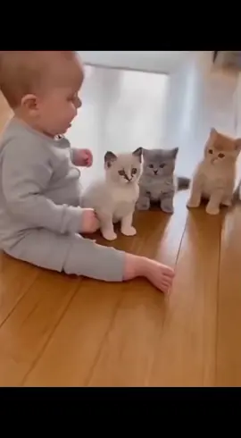 mau..satu🤗🤗#fyppppppppppppppppppppppp #kucingnurut #vidiolucu 