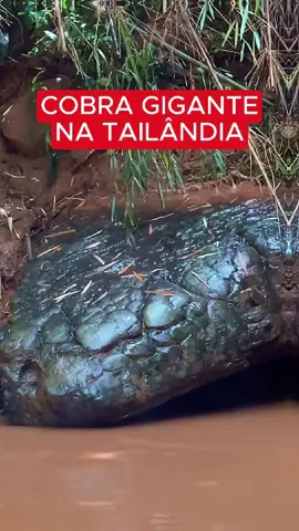 Cobra gigante na Tailândia