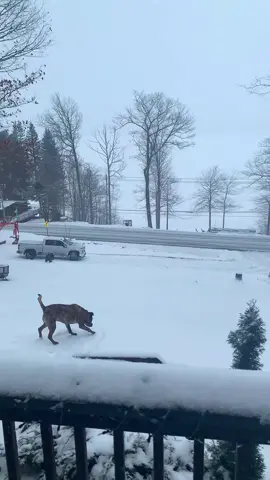 When Dog Meets Snow🐶🤣🤣#dog#funny#funnyanimals#funnypets#animals #dogsofttiktok #pet #foryou #longervideos