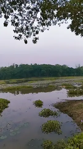 প্রাকৃতিক সুন্দর,,,,। 