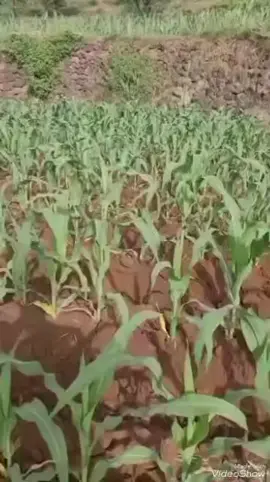 #الهاشتاجات_للشيوخ🧢🧢 