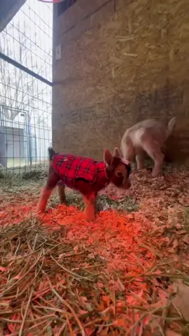 Little goats crying #funny #baby #cute #happy #goat 