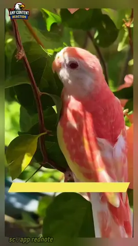 #animals #burung #pengetahuan #duniasatwa #burunghias 