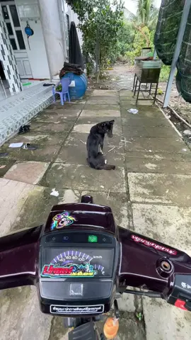 Chọc chó kỉu mới🤣#chọcchó #63tiengiangxinchao❤️ #dreamkiengvn🇻🇳 #xhhhhhhhhhhhhhhhhhhhhhhh #dream71f42919 