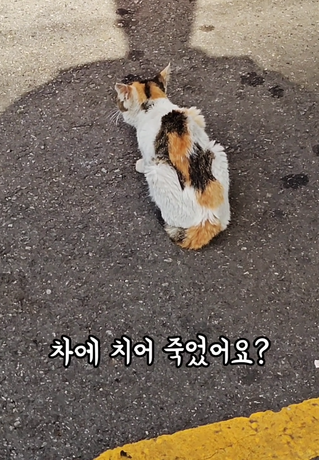 귀여운 길고양이들❤️ #육은영 