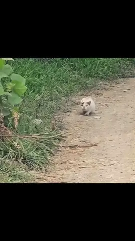 cat following woodpecker to caught, #animalsoftiktok #AnimalFacts #wildlife @Léia Prado @🐅Animal Crackers 🦅 