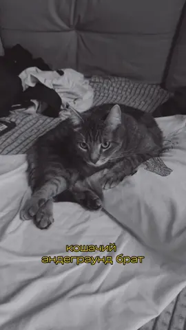 ♠️кот пиковый♠️