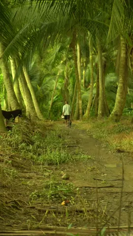 Bóng dáng của cha #xuhuong #oque #canhqueyenbinh #cha  